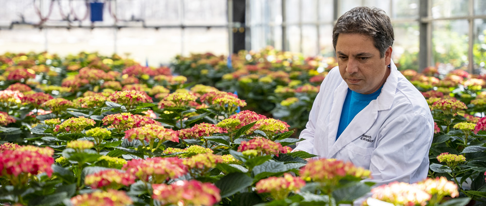 Student wearing lab coat inspects hydrangeas in a greenhouse